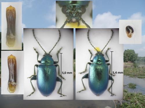 Altica tamaricis